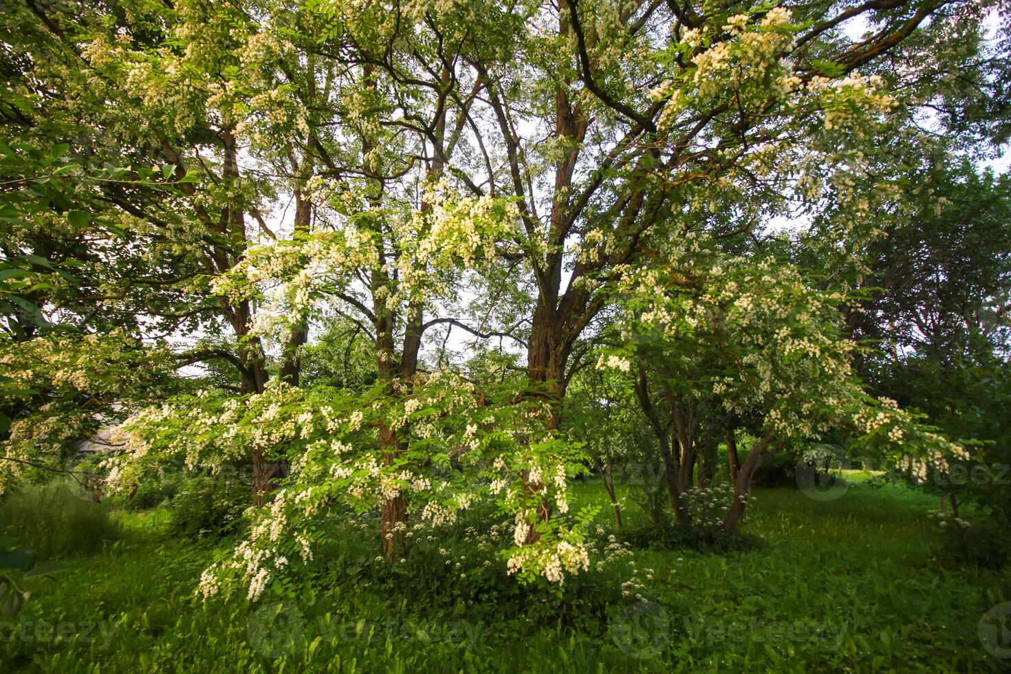 Robinia pseudoacacia, false acacia trees in bloom. photo