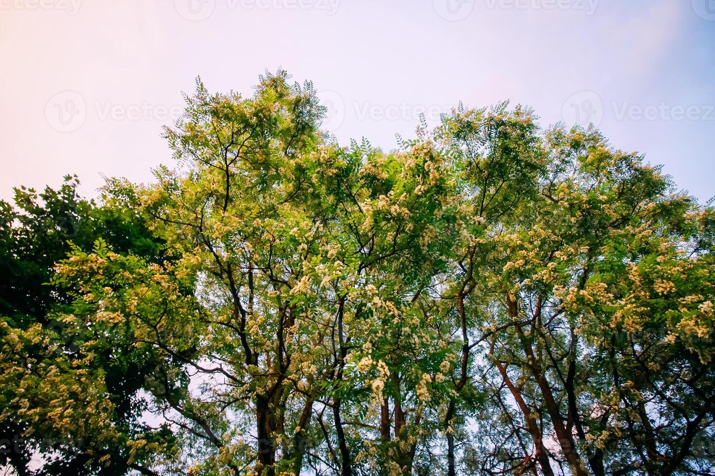 Robinia pseudoacacia, false acacia trees in bloom. photo