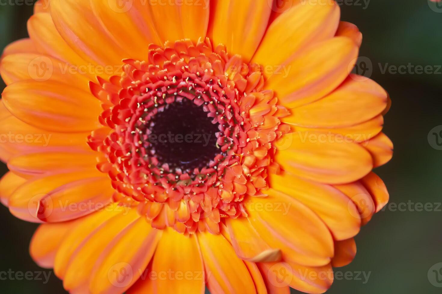 Bouquet of beautiful bright flowers. Floral composition. photo