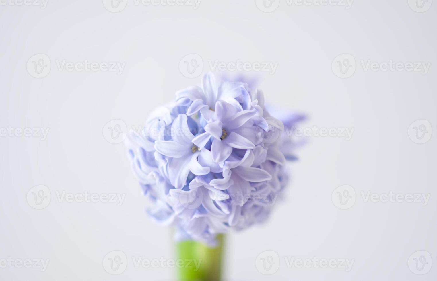 Purple fragrant hyacinth flower in full bloom. photo