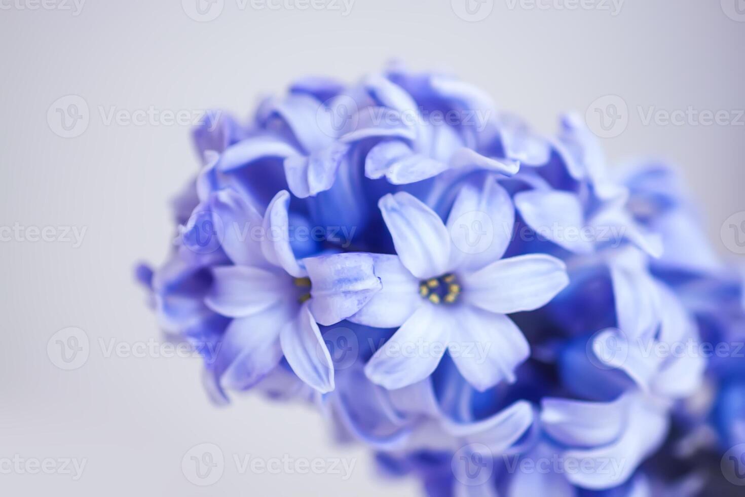 Purple fragrant hyacinth flower in full bloom. photo