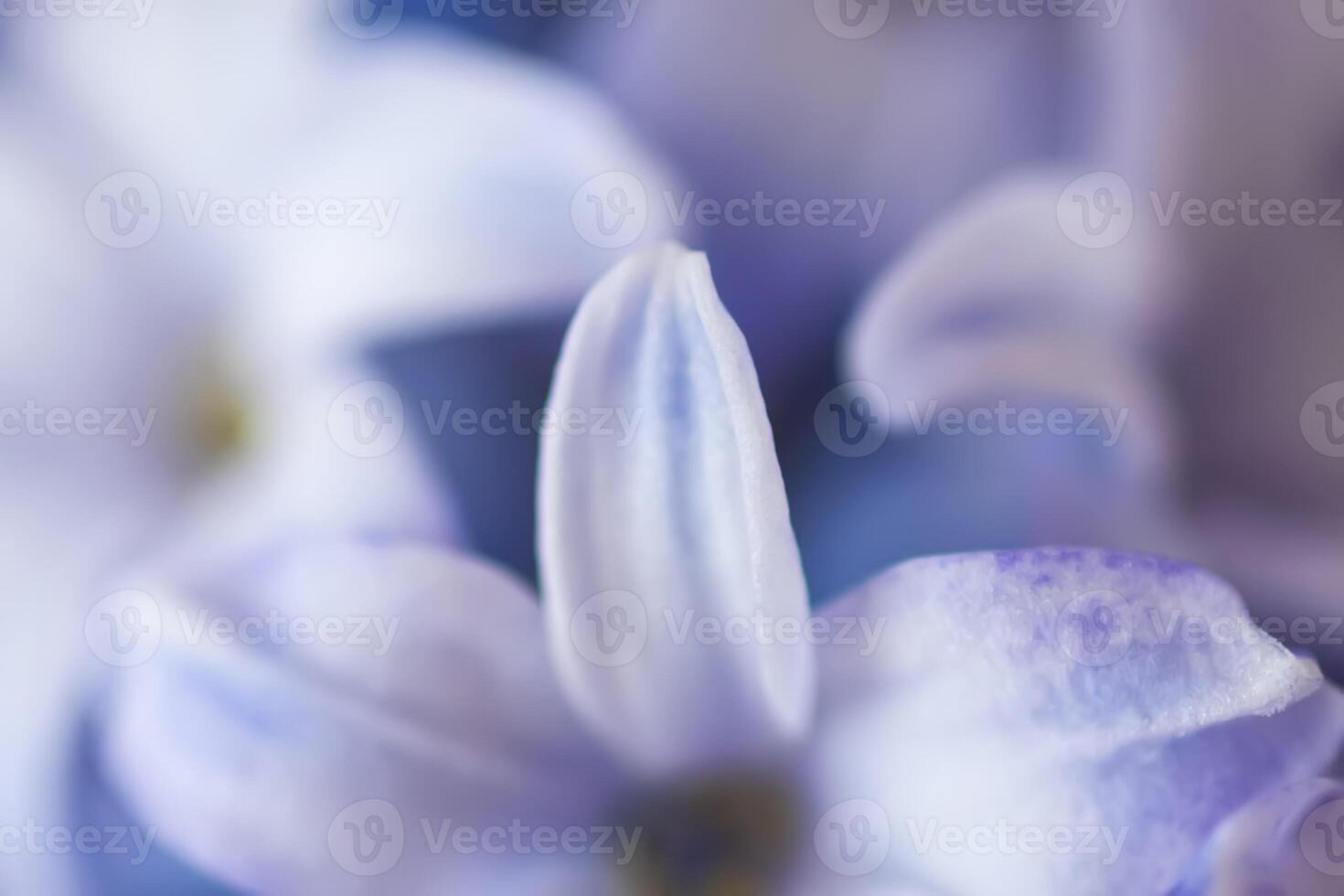 Purple fragrant hyacinth flower in full bloom. photo