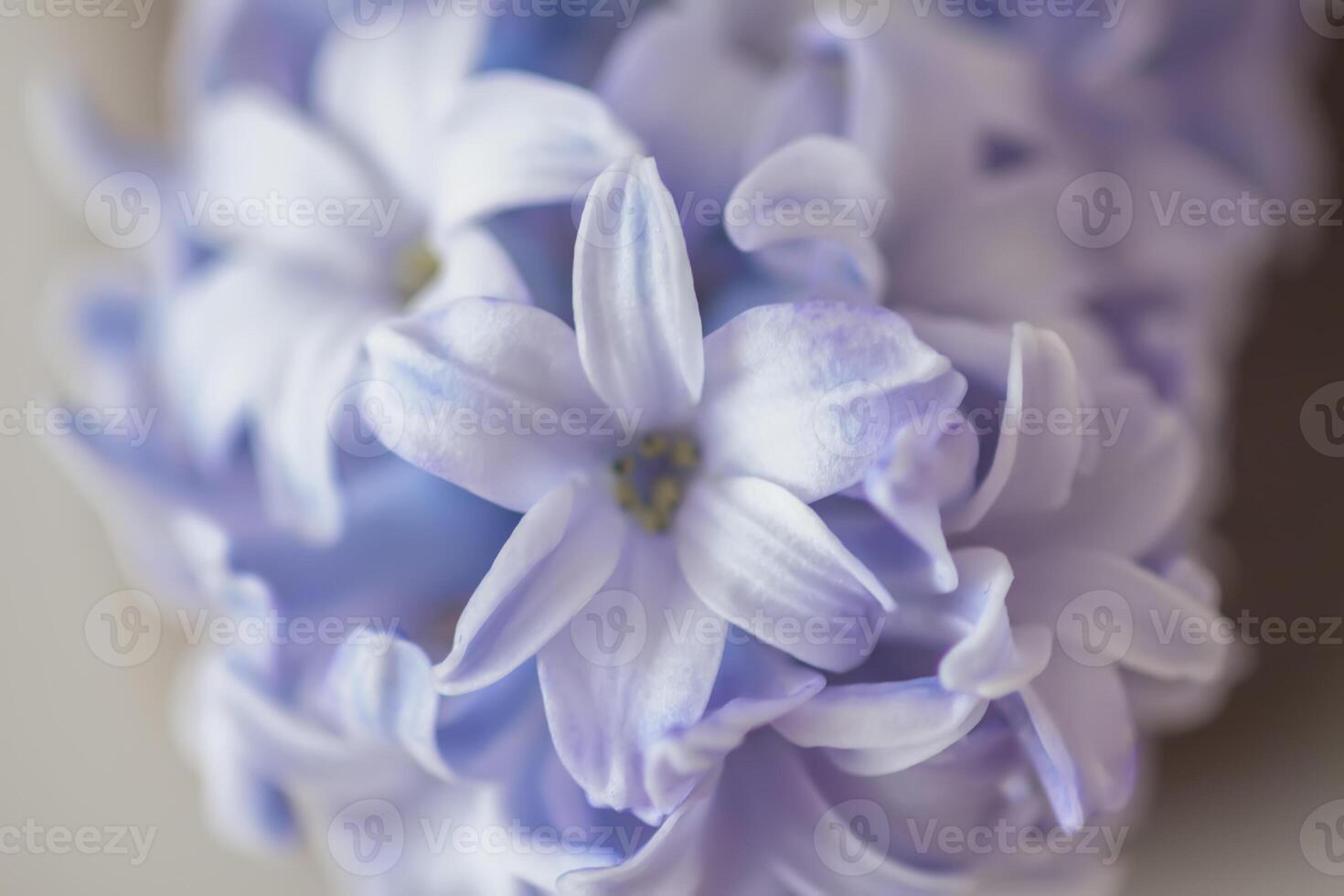 Purple fragrant hyacinth flower in full bloom. photo