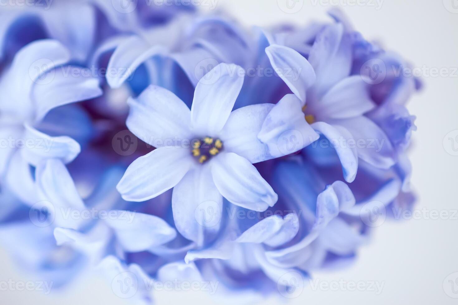 Purple fragrant hyacinth flower in full bloom. photo