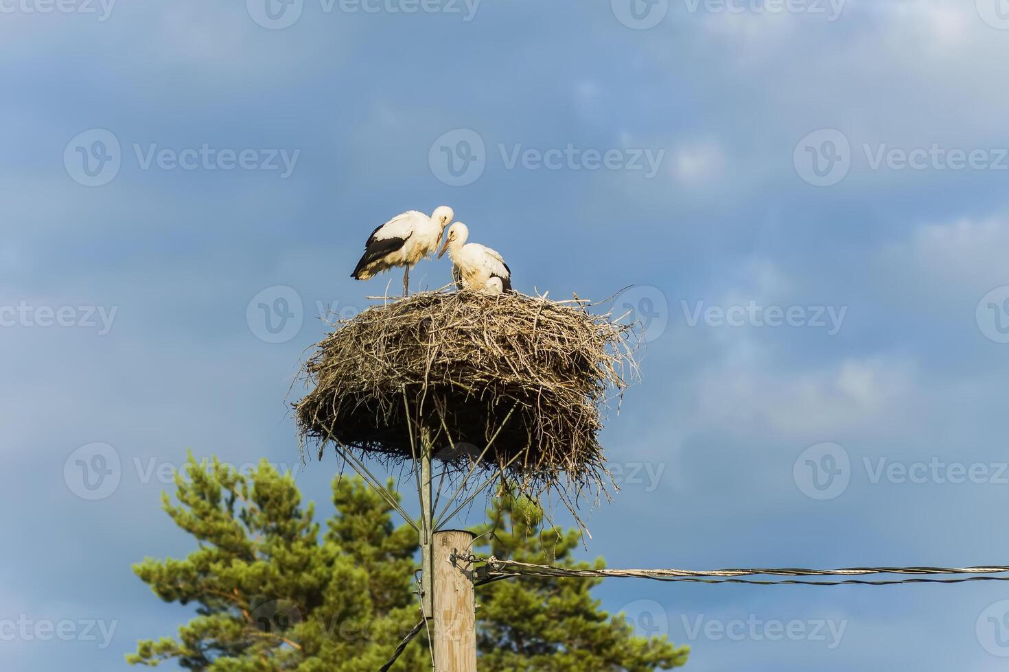 Storks on their nest photo