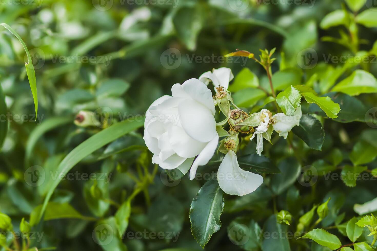 White roses on a bush in summer garden. photo