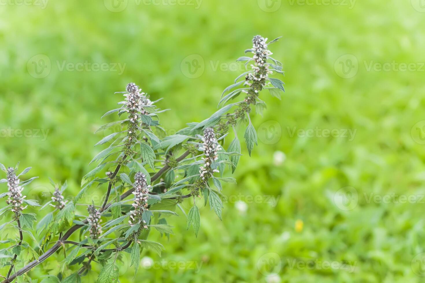 Motherwort flowers in bloom. Medical plant photo