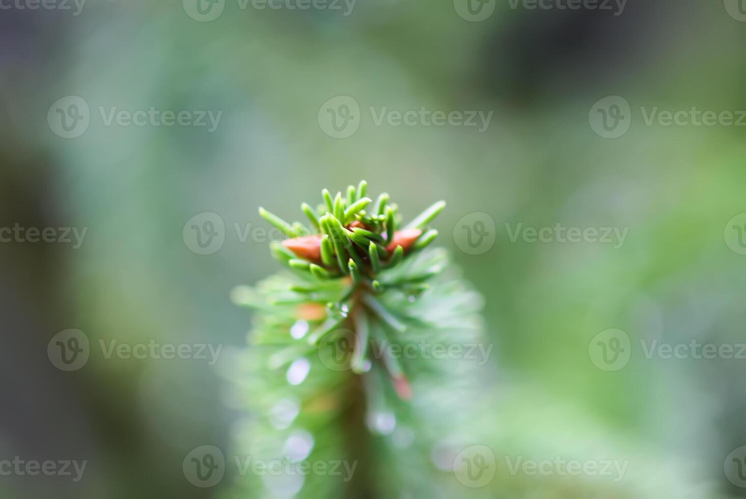 Green branches of a fir-tree close-up. Coniferous tree in the summer forest. photo