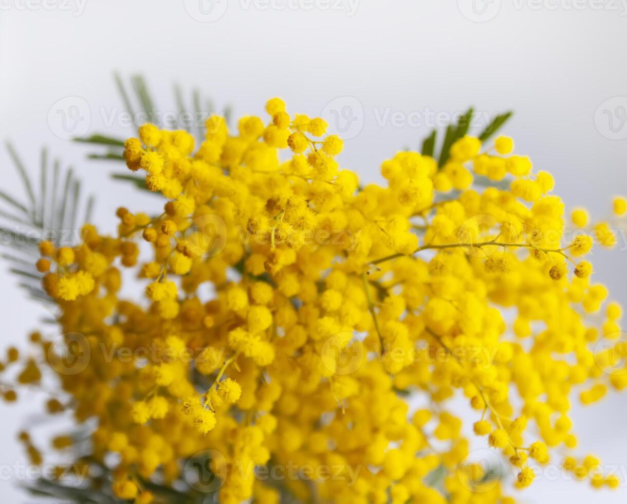 Yellow mimosa flowers. Springtime floral background. photo
