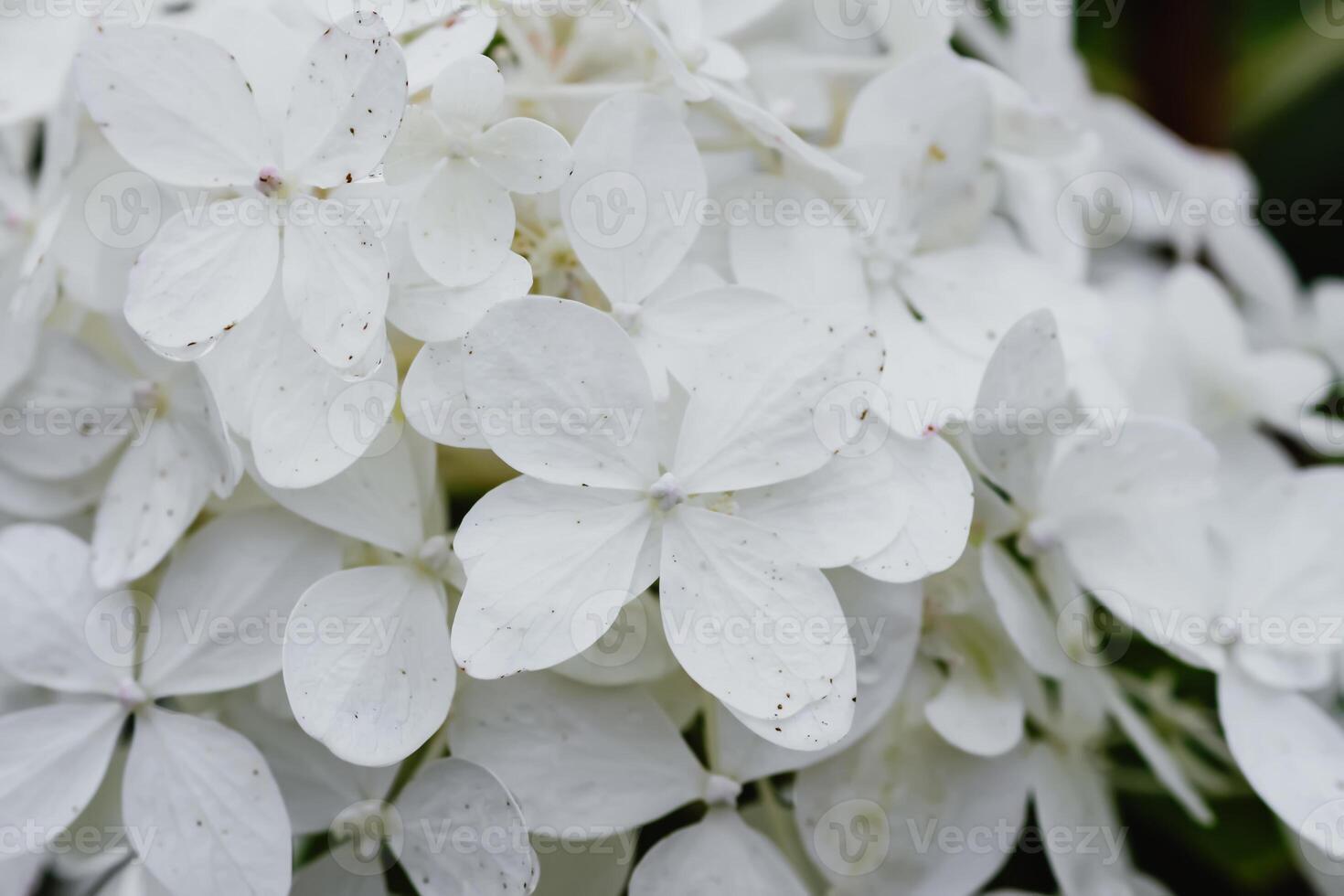 White Hydrangea beautiful flowers. Outdoor decor in a park. photo