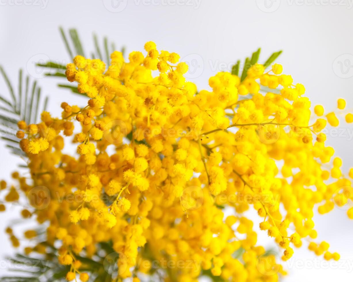 Yellow mimosa flowers. Springtime floral background. photo