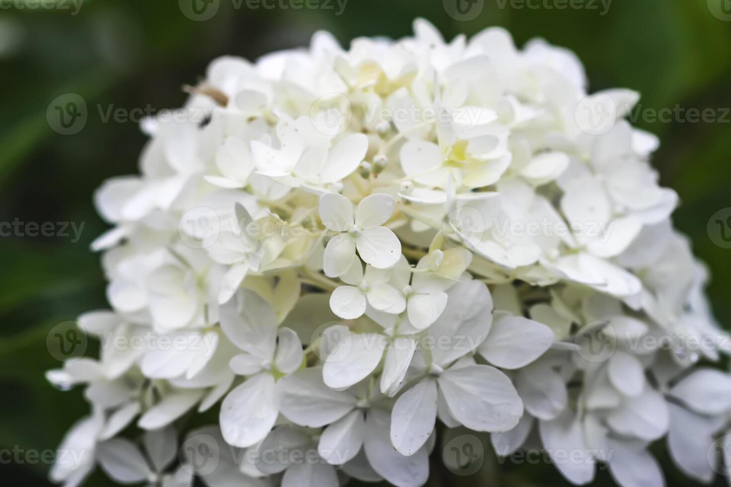 White Hydrangea beautiful flowers. Outdoor decor in a park. photo