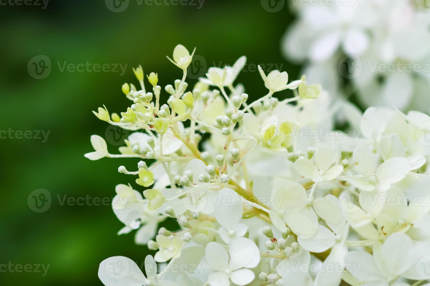 White Hydrangea beautiful flowers. Outdoor decor in a park. photo