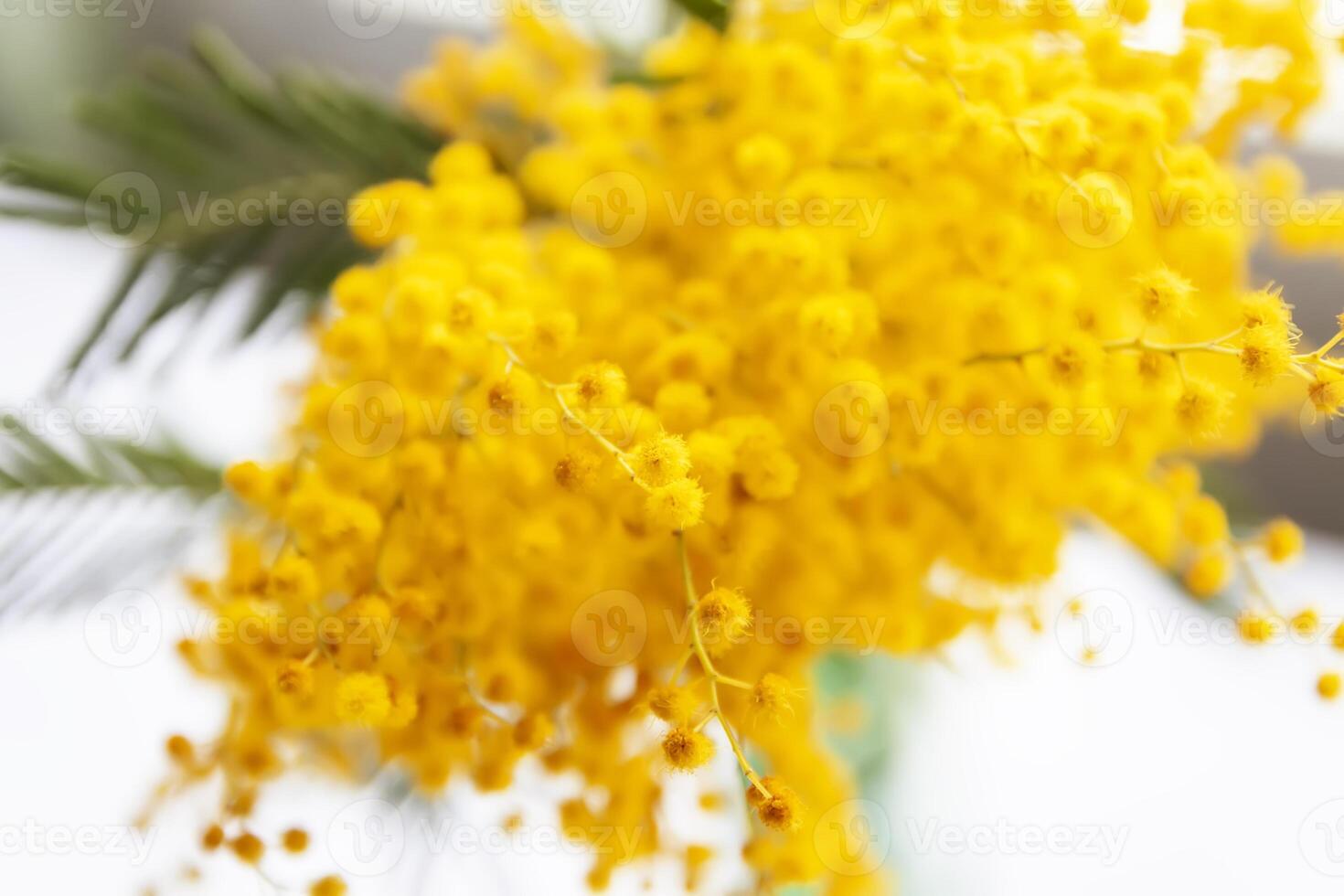 Yellow mimosa flowers. Springtime floral background. photo