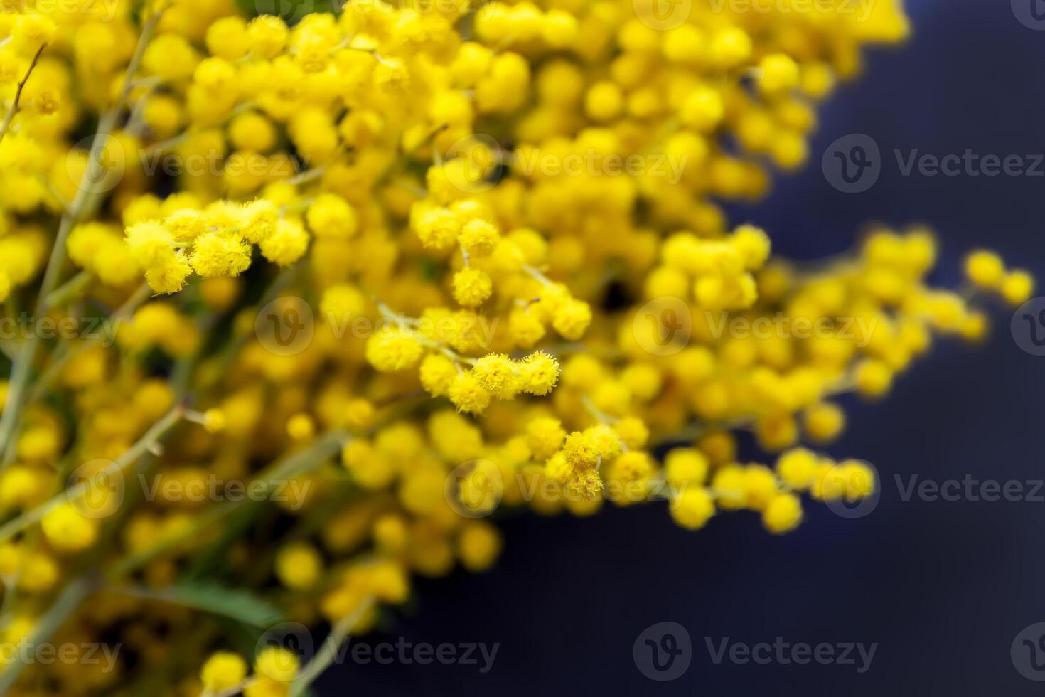 Yellow mimosa flowers. Springtime floral background. photo