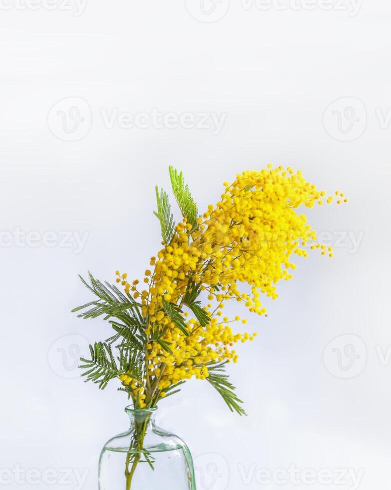 Yellow mimosa flowers in a vase. photo