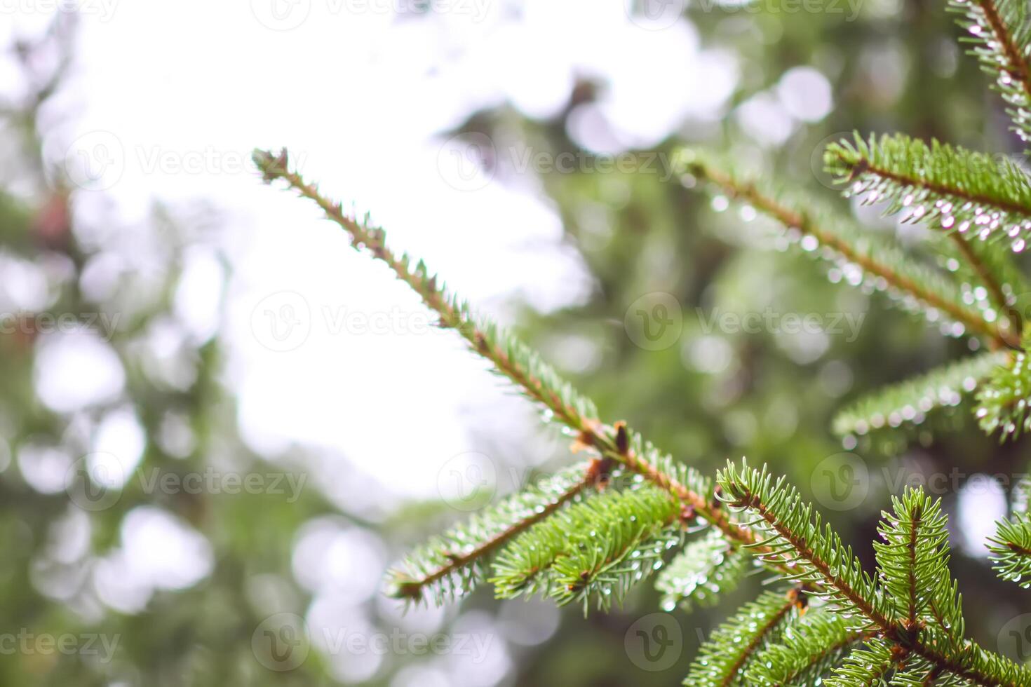 Green branches of a fir-tree close-up. Coniferous tree in the summer forest. photo