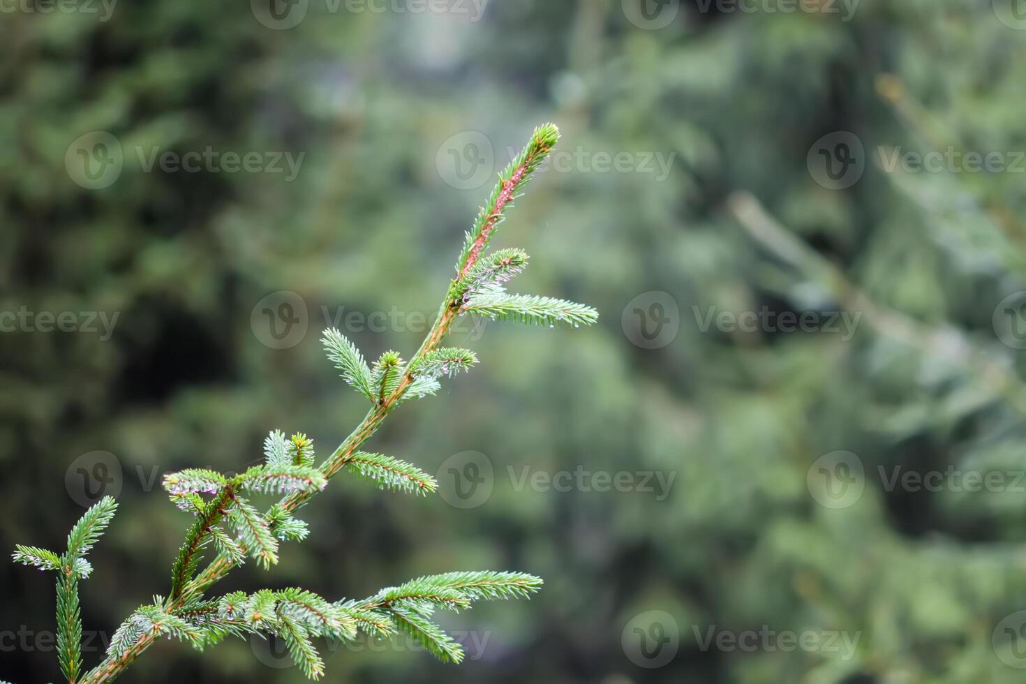Fir-tree branch in a wild forest. photo