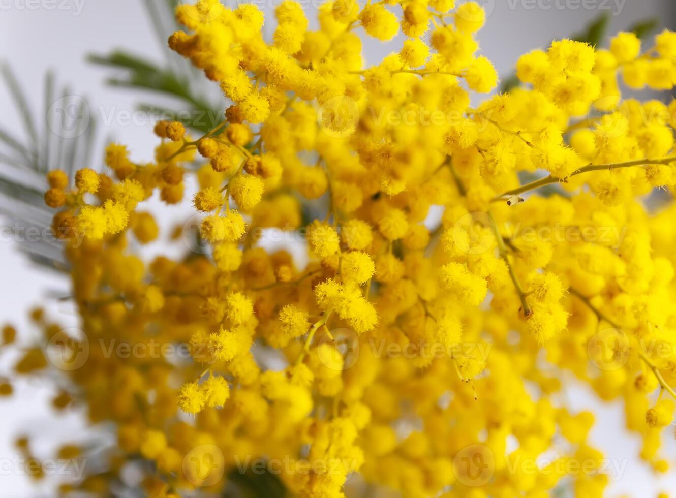 Yellow mimosa flowers. Springtime floral background. photo