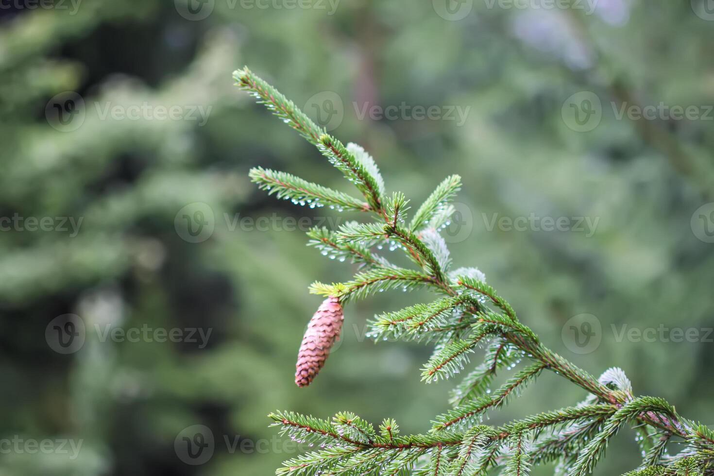 Green branches of a fir-tree close-up. Coniferous tree in the summer forest. photo
