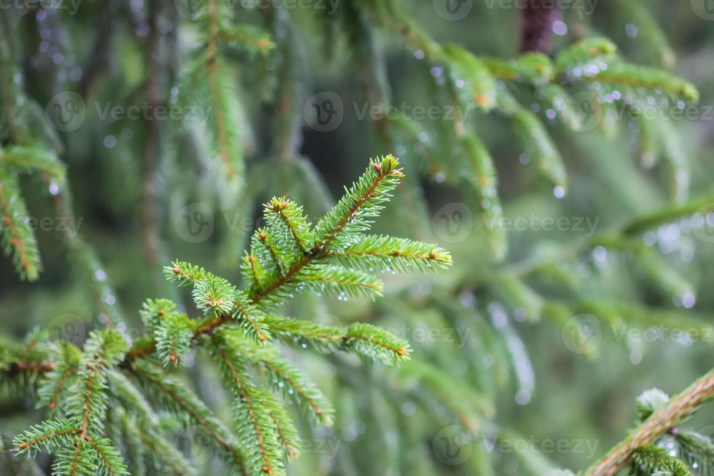 Green branches of a fir-tree close-up. Coniferous tree in the summer forest. photo