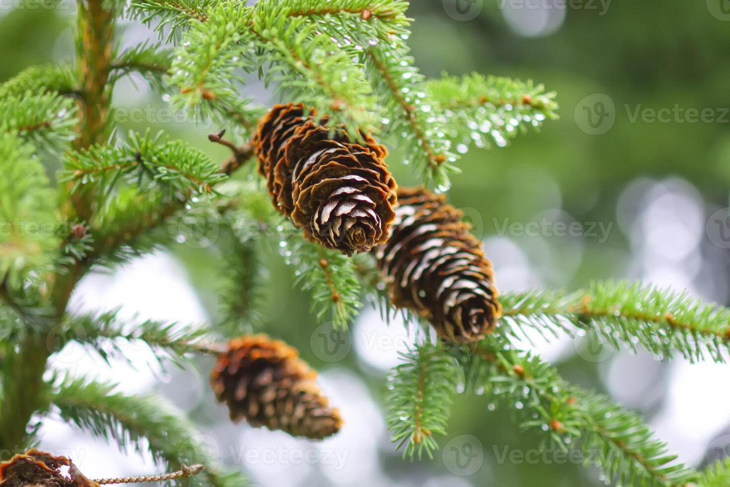 Green branches of a fir-tree close-up. Coniferous tree in the summer forest. photo