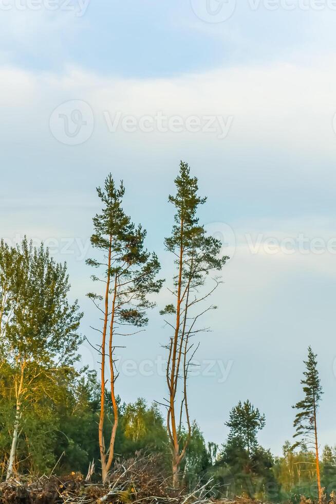 Countryside landscape with green fields and blue sky in Latvia. photo