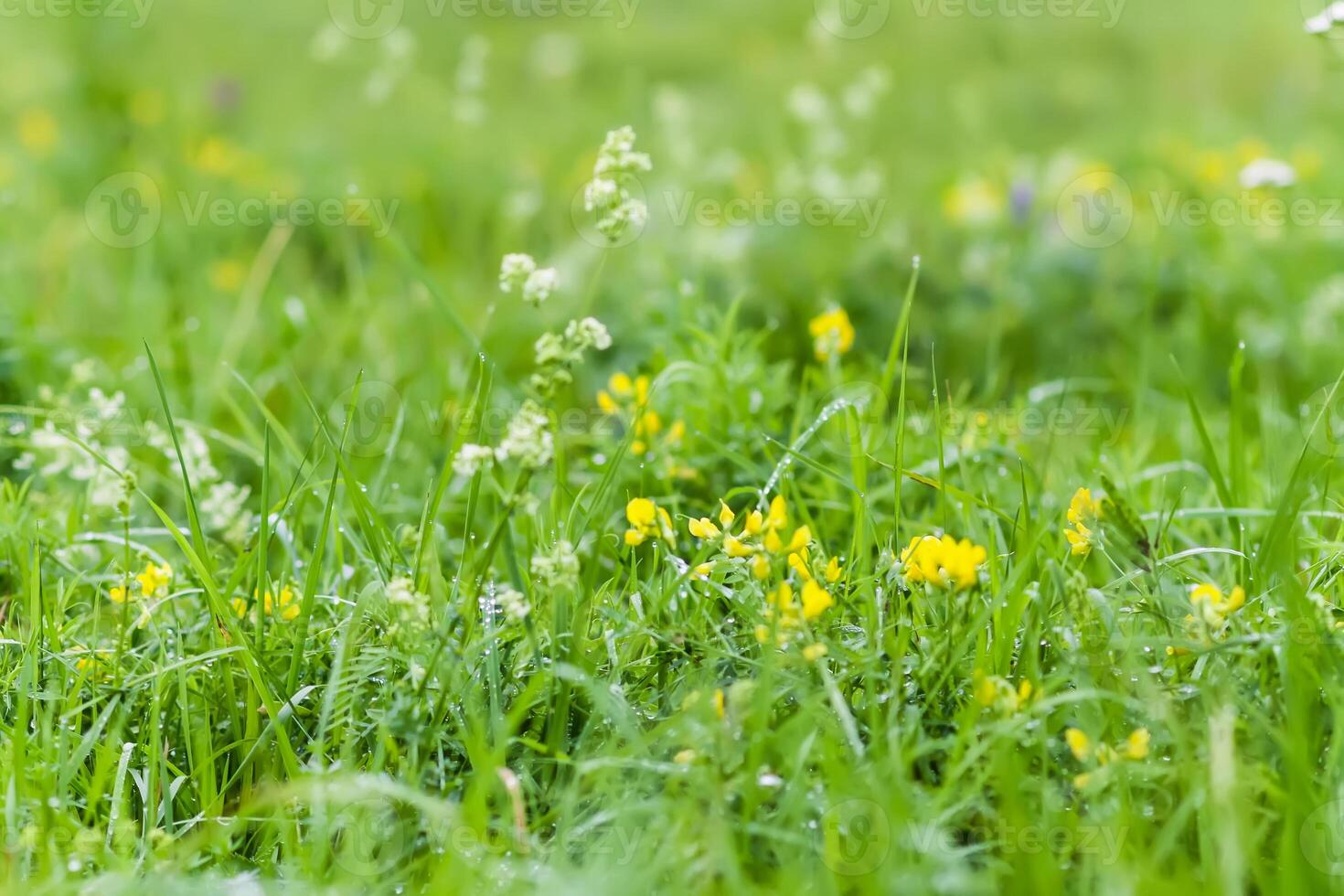 Meadow with green grass and wildflowers. photo