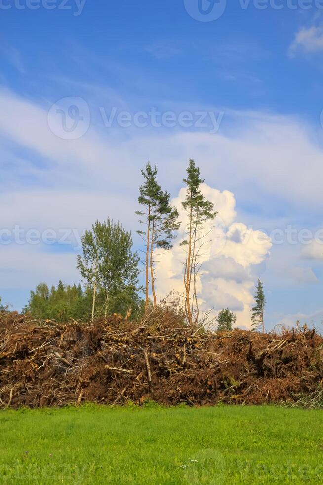 Countryside landscape with green fields and blue sky in Latvia. photo