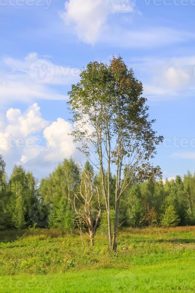 Countryside landscape with green fields and blue sky in Latvia. photo