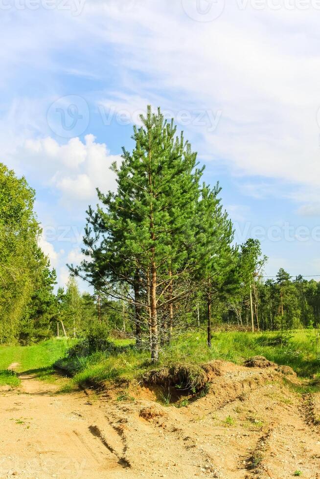 Countryside landscape with green fields and blue sky in Latvia. photo