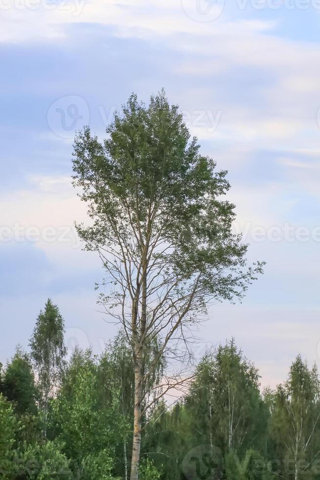 Countryside landscape with green fields and blue sky in Latvia. photo