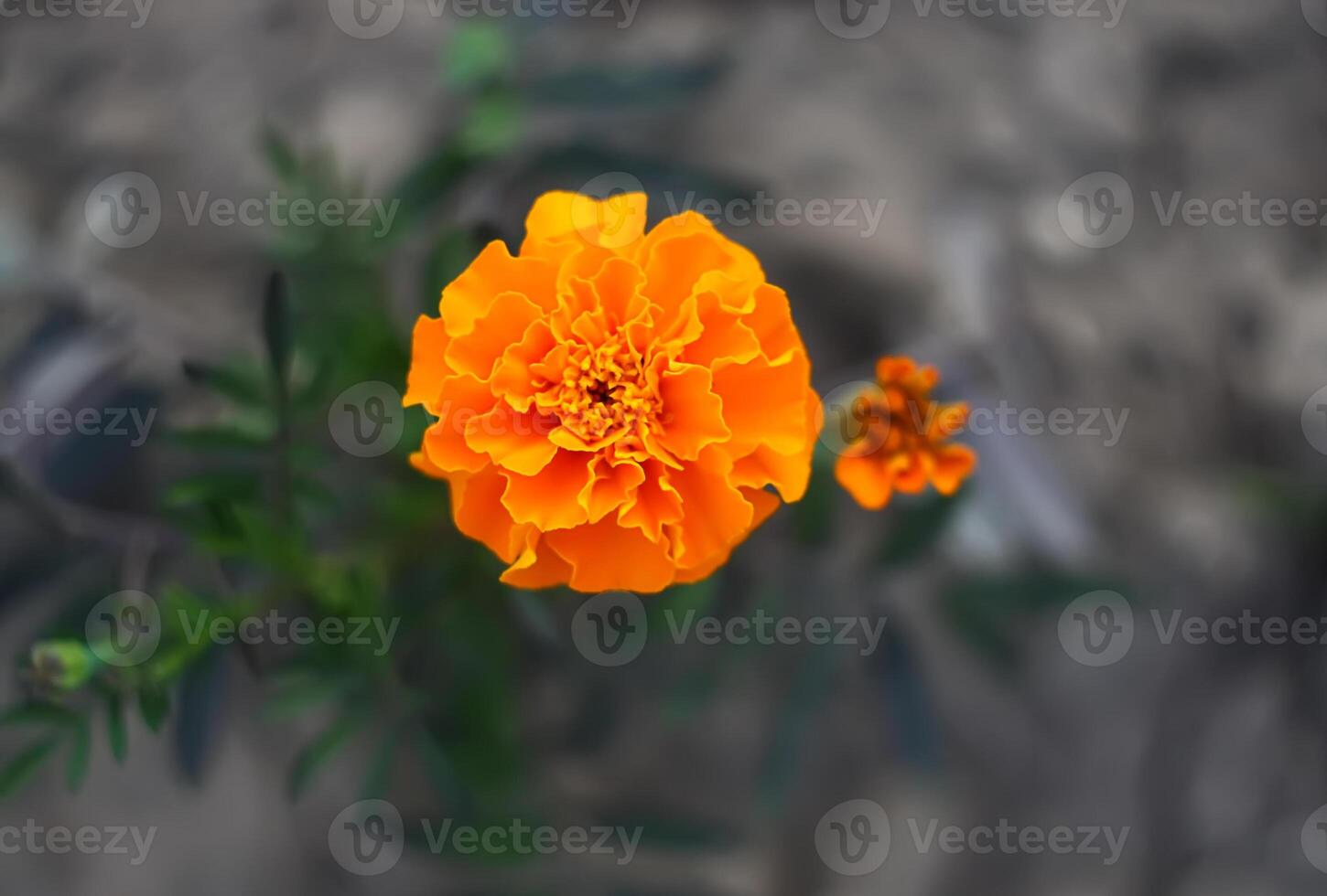 Marigold flowers. Tagetes erecta, Mexican, Aztec or African marigold plants. photo
