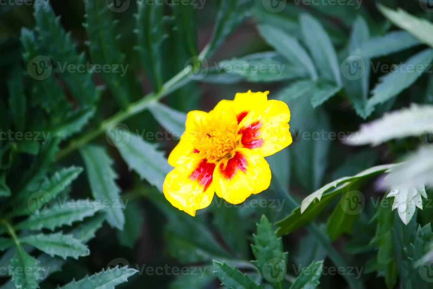 Marigold yellow flowers. Tagetes erecta, Mexican, Aztec or African marigold plants. photo