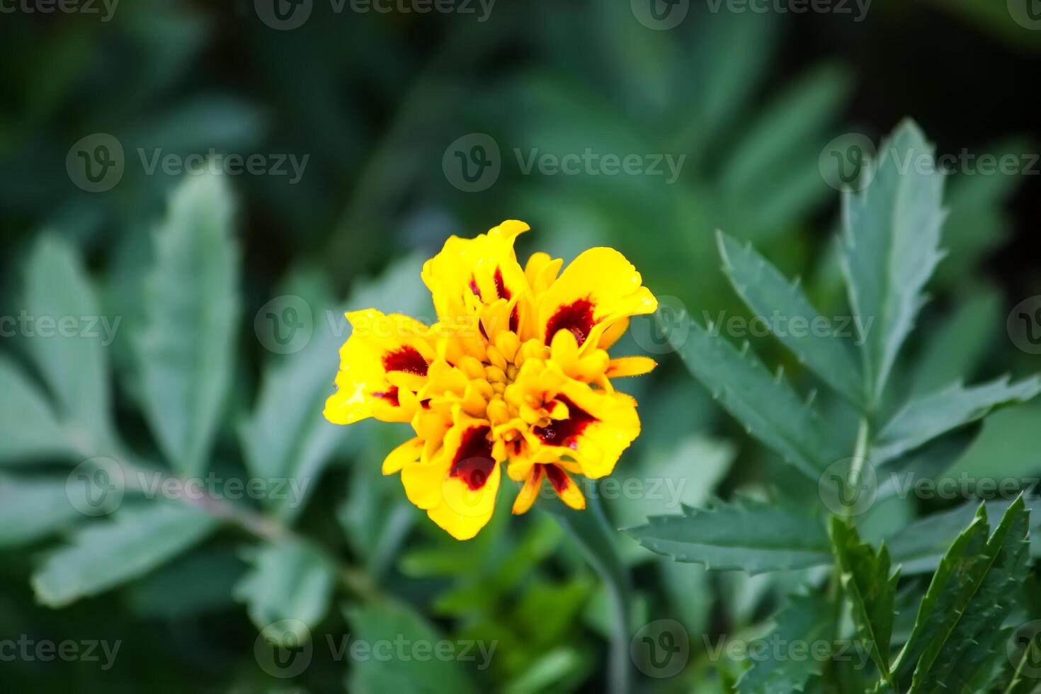 Marigold yellow flowers. Tagetes erecta, Mexican, Aztec or African marigold plants. photo
