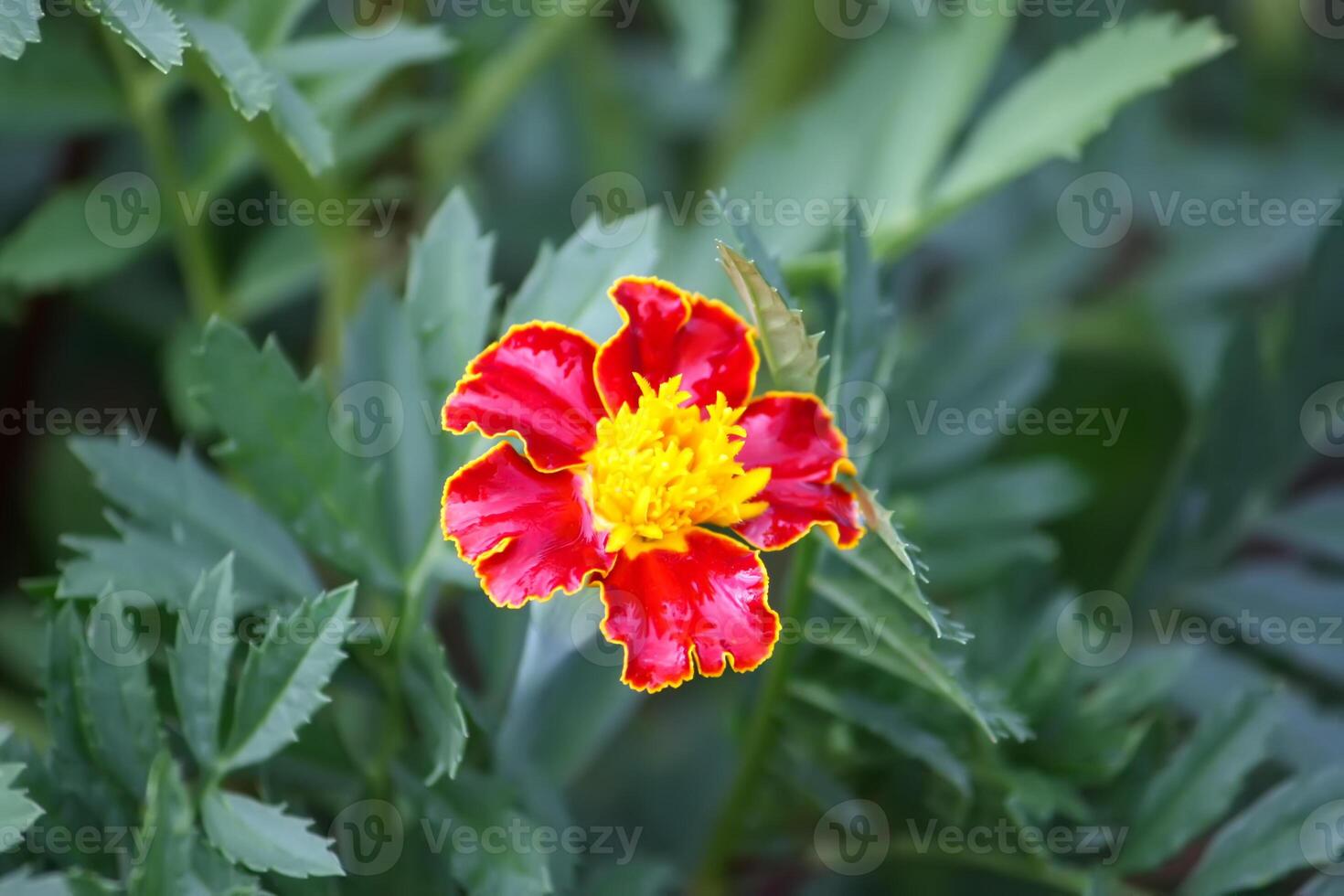 Marigold flowers. Tagetes erecta, Mexican, Aztec or African marigold plants. photo