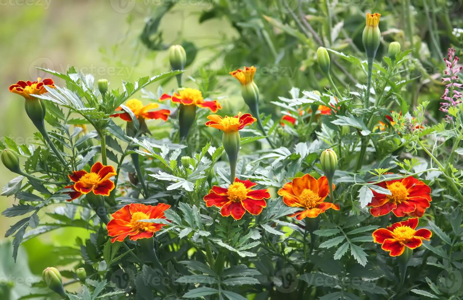 Marigold flowers. Tagetes erecta, Mexican, Aztec or African marigold plants. photo