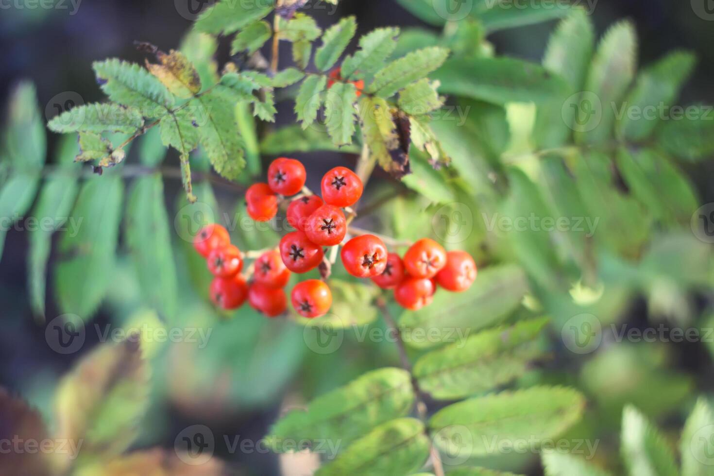 Rowan-tree branch with rowanberry in autumn park. photo