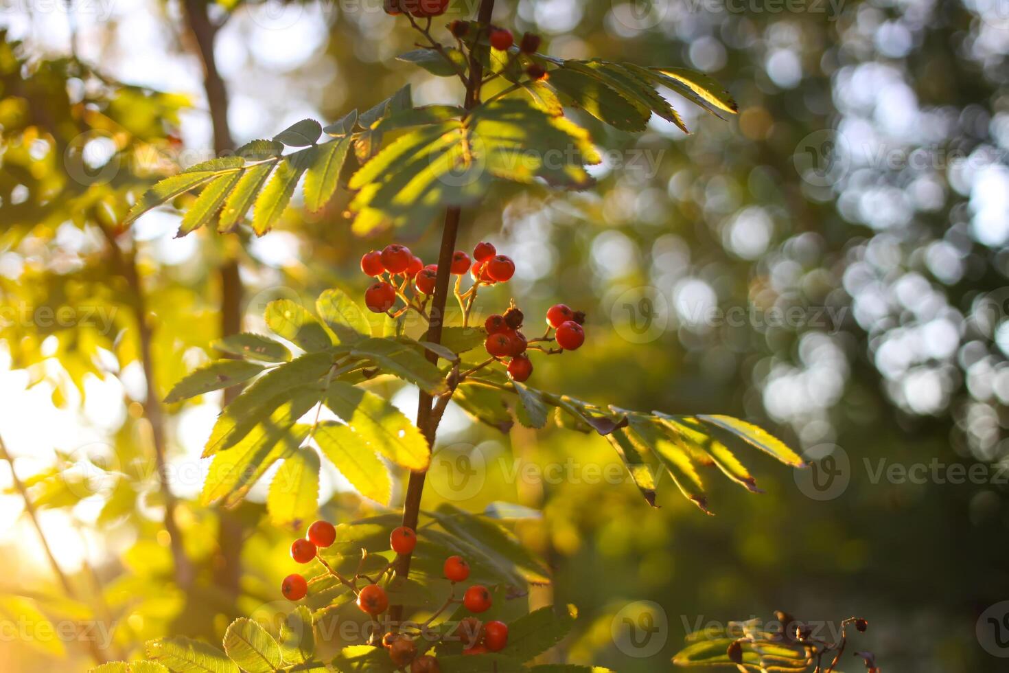 Rowan-tree branch with rowanberry in autumn park. photo
