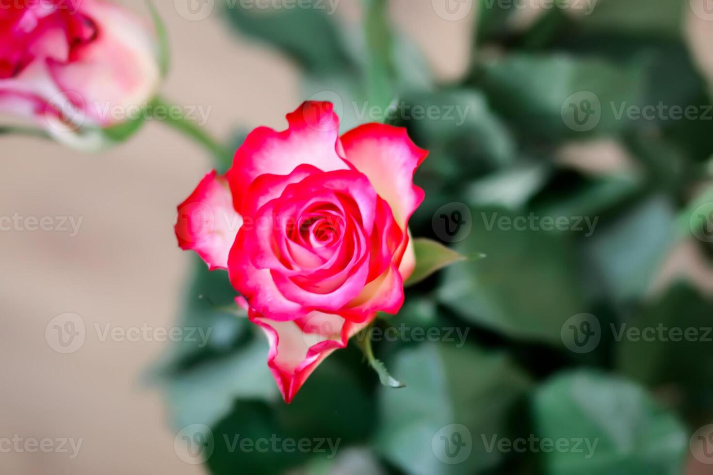 Beautiful red rose close up. photo