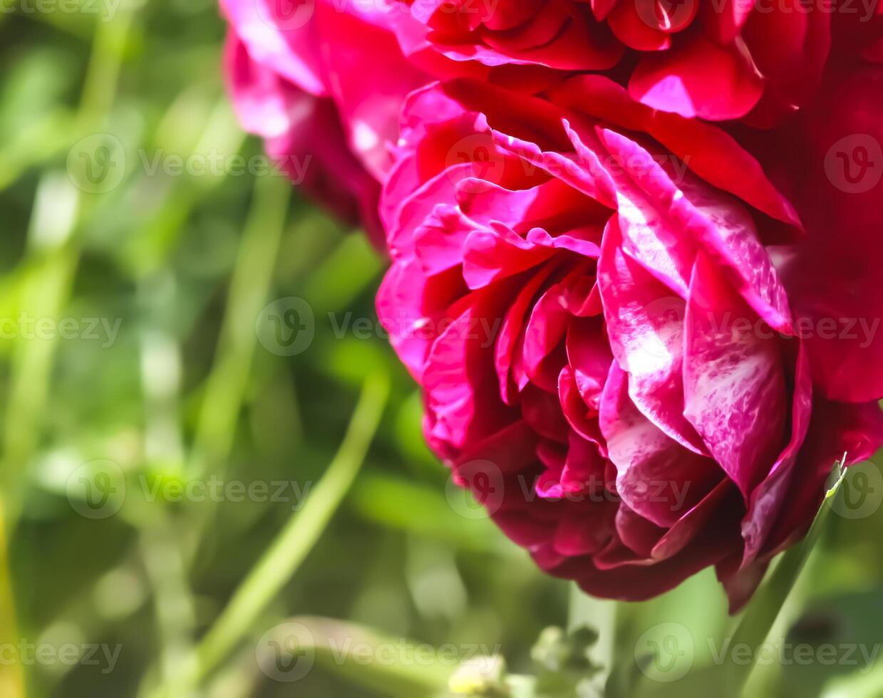 Garden roses background. Beautiful flowers in bright sunlight. photo