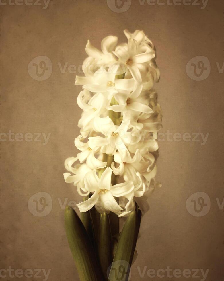 Hyacinth vintage flower. photo