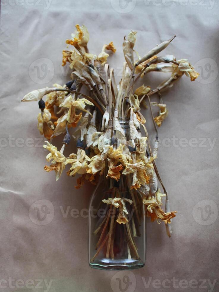 Dried daffodils flowers photo
