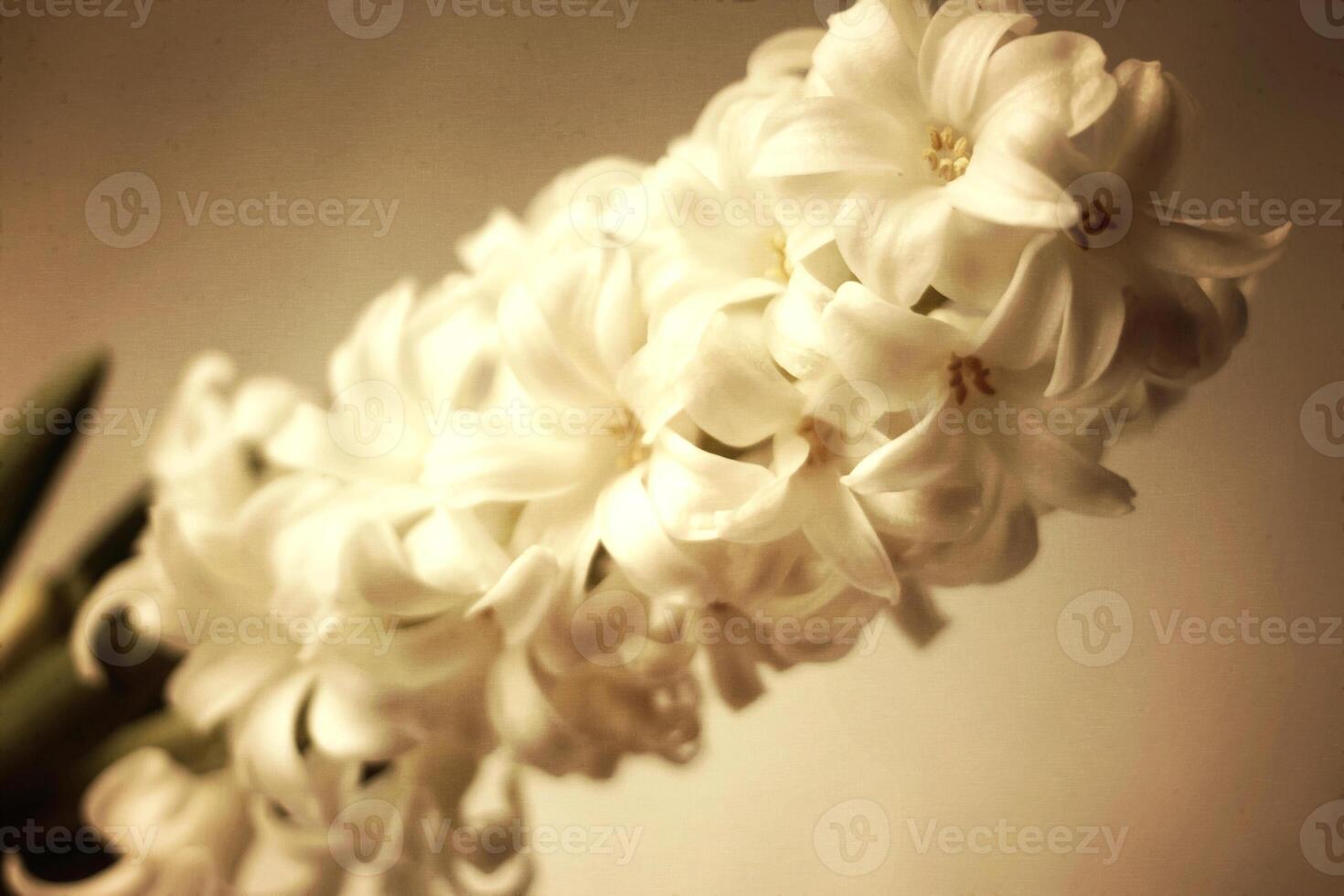 Hyacinth vintage flower. photo