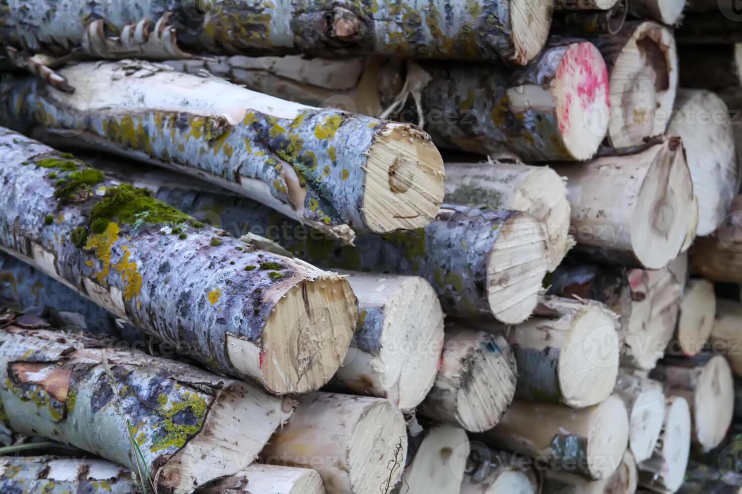 Chopped firewood in the countryside. photo