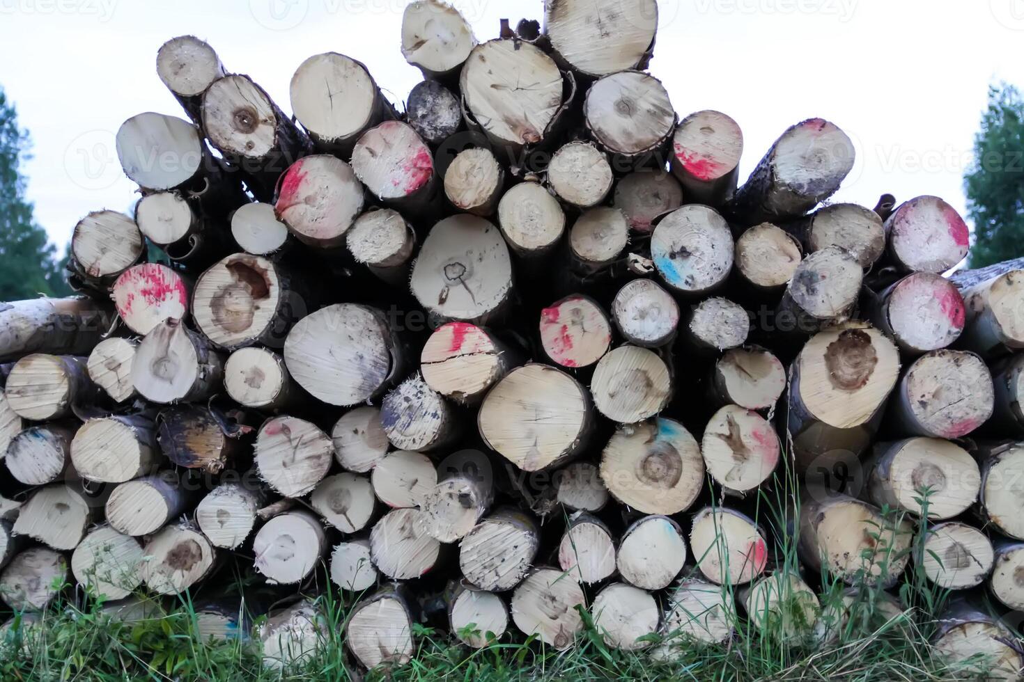 Cut logs close up. Chopped firewood in the countryside. photo