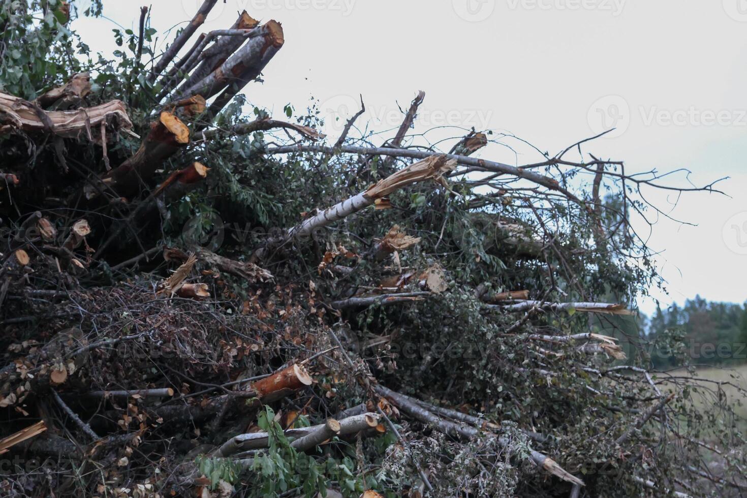 Chopped firewood in the countryside. Tree branches. photo