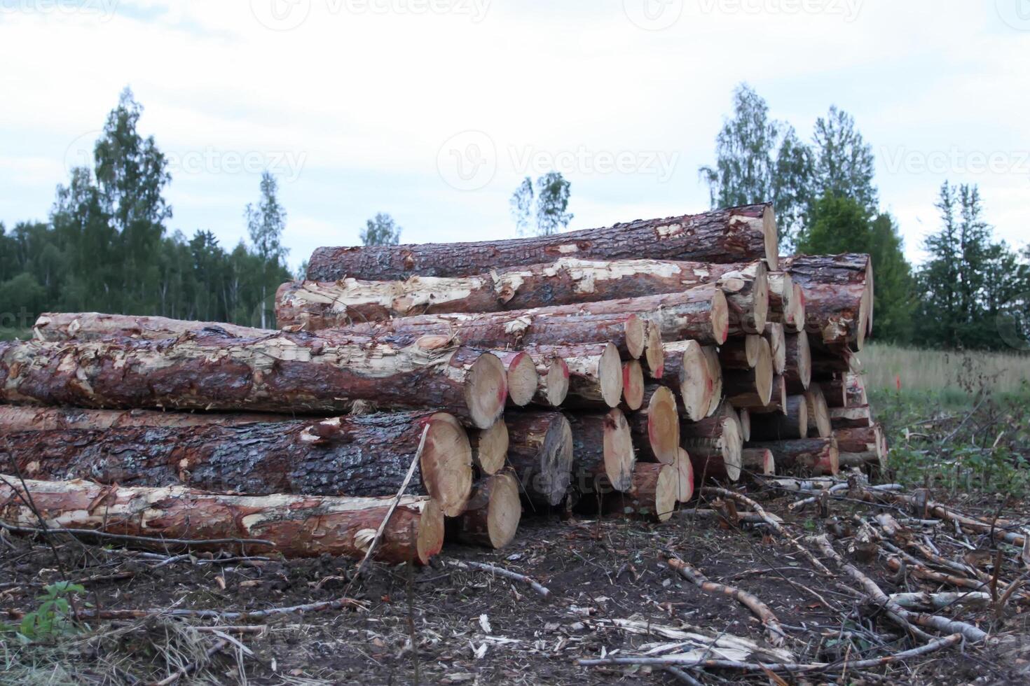 Chopped firewood in the countryside. photo
