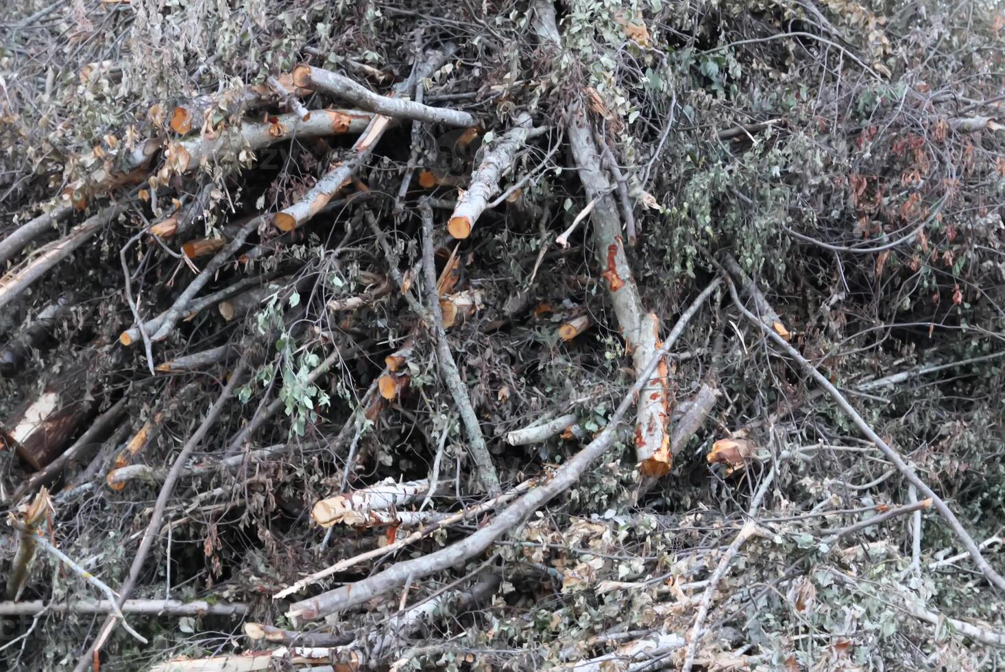 Chopped firewood in the countryside. Tree branches. photo