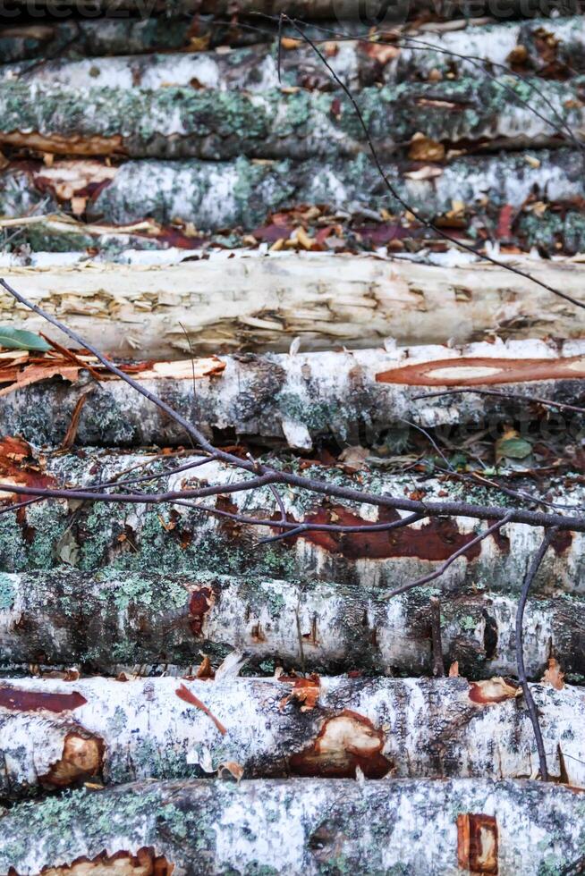 Chopped firewood in the countryside. photo